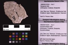 Foto (Objekt + Etiketten) von Goniodromitidae indet. (NHMW-GEO-1990-0041-0254)